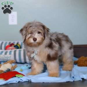 Rory, Mini Aussiedoodle Puppy